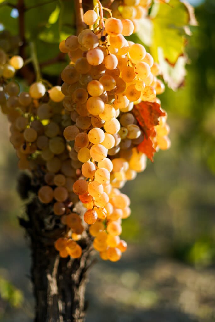 uva - Wine Land 2023: a Crotone tra vino, cibo e tradizione - 5 uva - Meraviglie di Calabria - 4