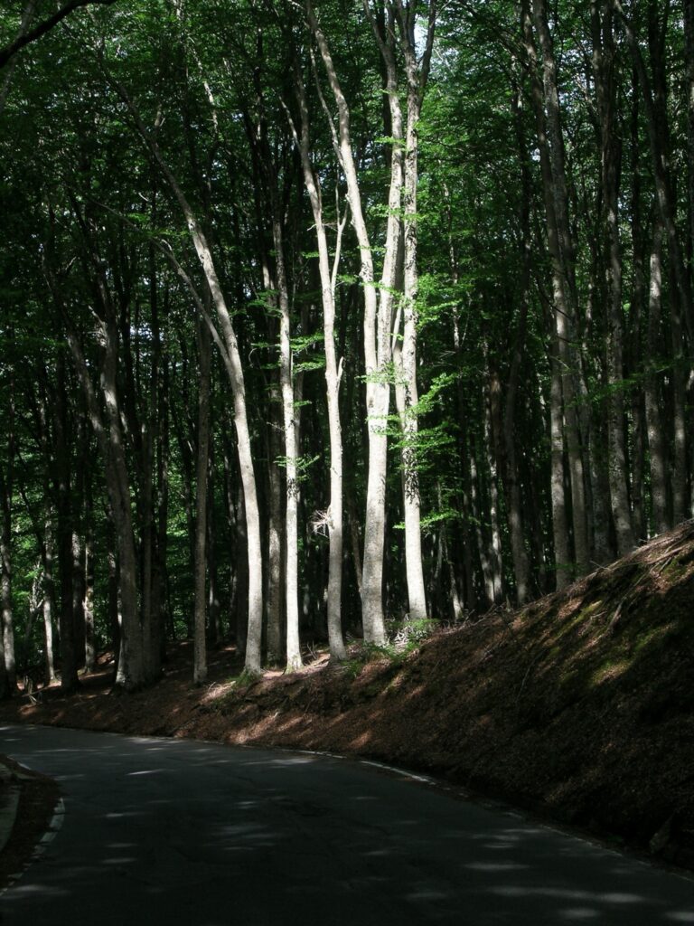 417469694 873115654818482 453813835220833030 n - Aspromonte custode di uno dei più antichi latifoglie al mondo - 13 417469694 873115654818482 453813835220833030 n - Meraviglie di Calabria - 12