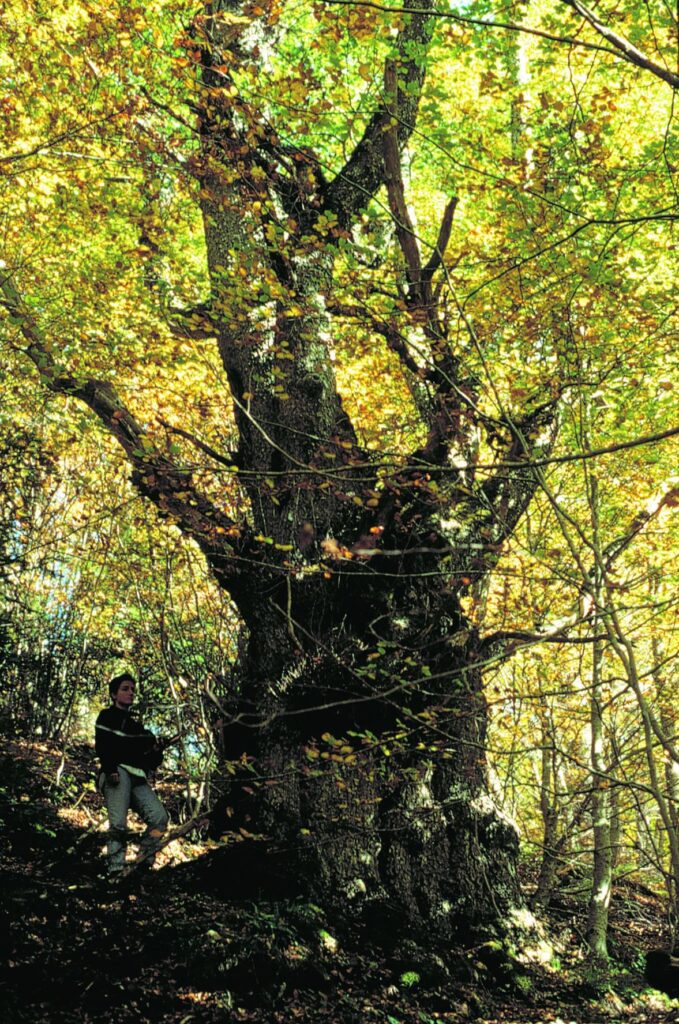 417534576 873116888151692 8692660593313850378 n - Aspromonte custode di uno dei più antichi latifoglie al mondo - 15 417534576 873116888151692 8692660593313850378 n - Meraviglie di Calabria - 14