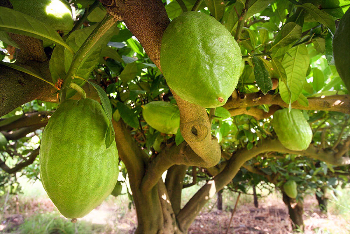 Il diamante giallo, il Cedro di Santa Maria del Cedro su RaiPlay