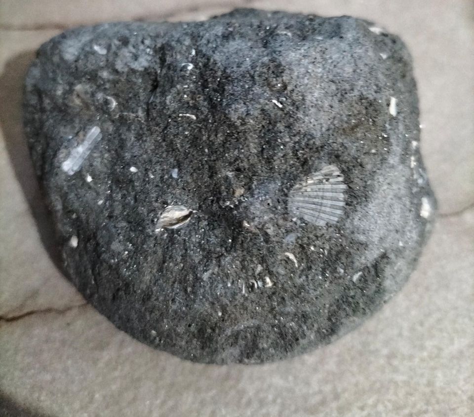 fossile 1 - Oltre 3 milioni di anni fa a Cosenza c’era il mare - 5 fossile 1 - Meraviglie di Calabria - 4