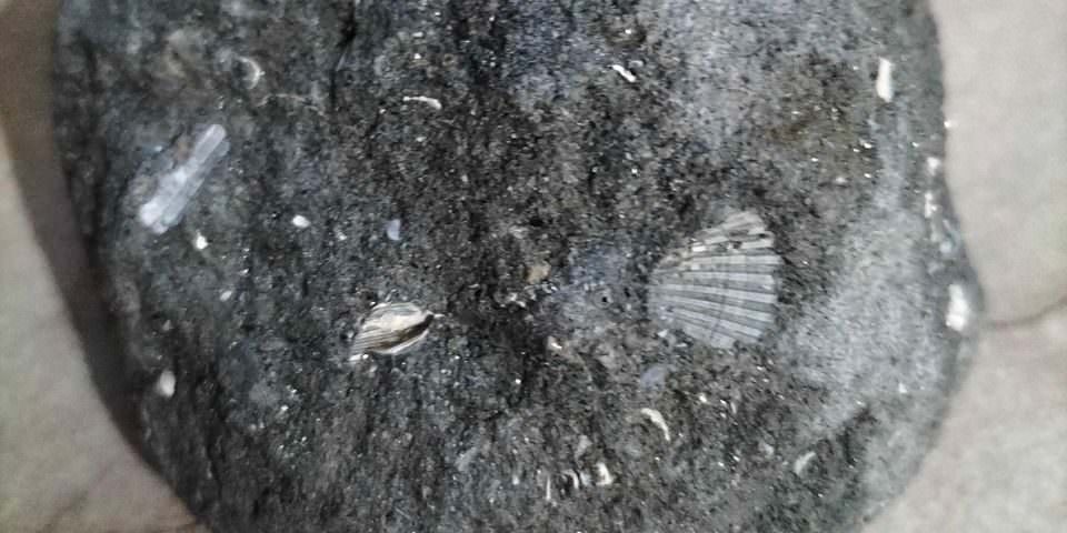 Oltre 3 milioni di anni fa a Cosenza c’era il mare