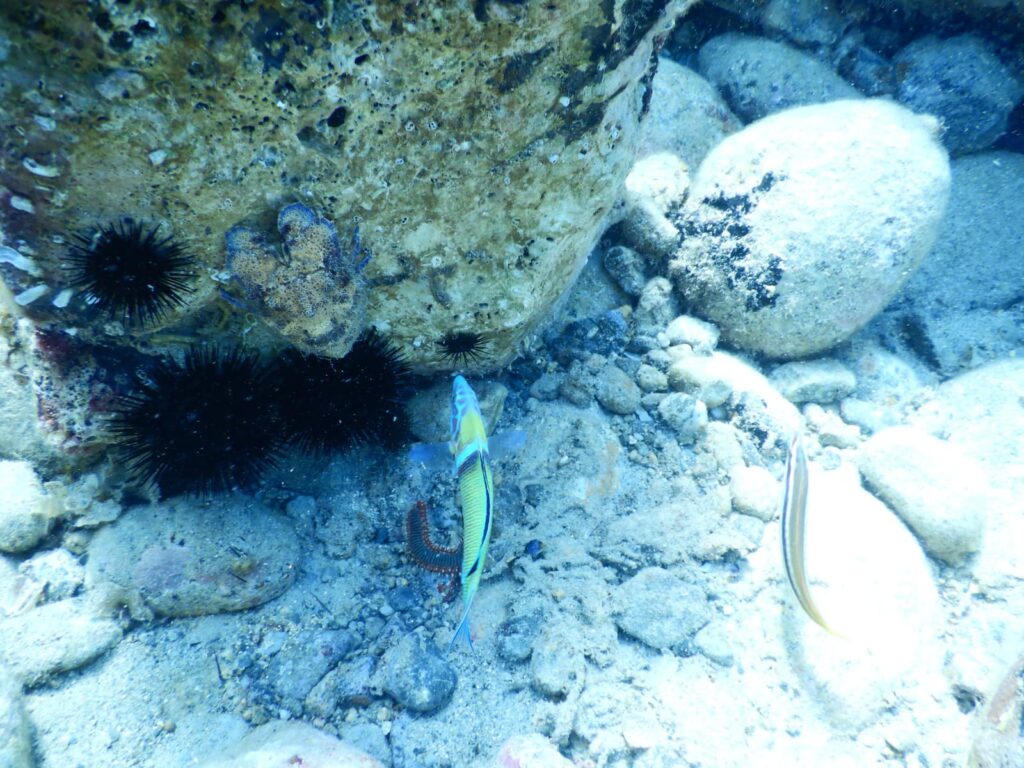 409149100 770537191772950 5067781713380798247 n - Tesori archeologici in fondo al mare calabrese, Ministero e Ingv fanno rete - 3 409149100 770537191772950 5067781713380798247 n - Meraviglie di Calabria - 2