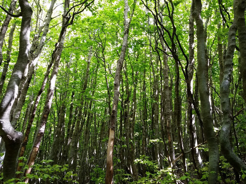 41571 434 PNASP - Foreste Vetuste, il Parco d’Aspromonte fa rete con le altre aree protette del Sud - 3 41571 434 PNASP - Meraviglie di Calabria - 2