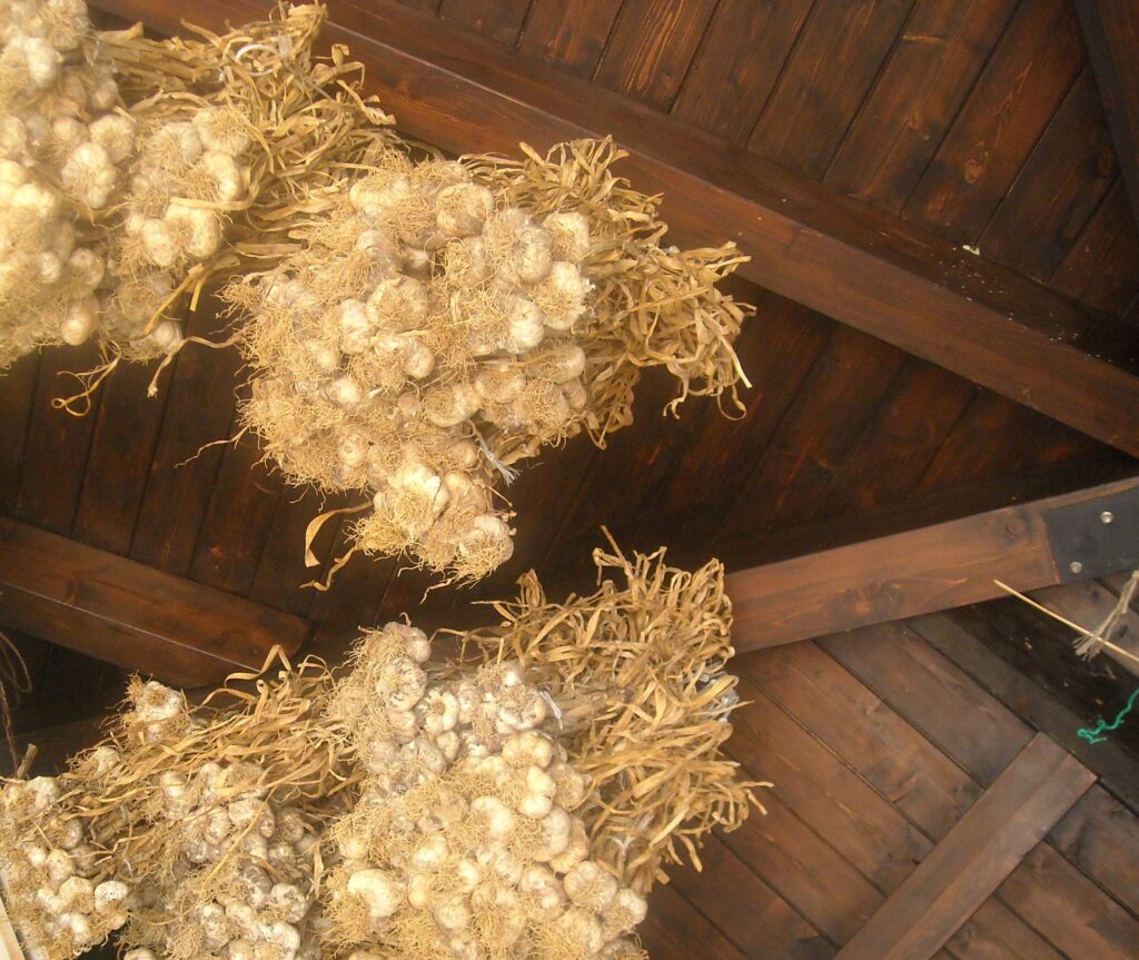 AGLIO DI LAINO BORGO DOPO LA RACCOLTA - La biodiversità dell’aglio di Laino Borgo: una risorsa per lo sviluppo - 17 AGLIO DI LAINO BORGO DOPO LA RACCOLTA - Meraviglie di Calabria - 16