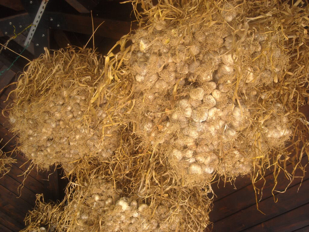 AGLIO DI LAINO BORGO DOPO LA RACCOLTA APPESO SOTTO UNA TETTOIA - Meraviglie di Calabria - 10