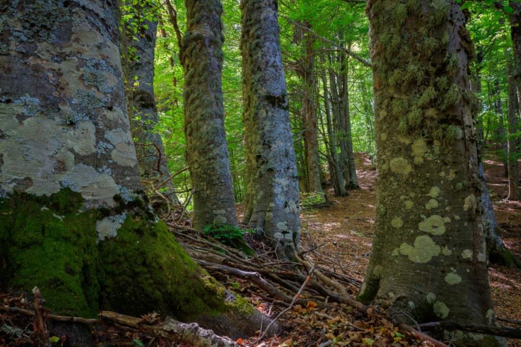 LEMMA Francesco C7A2565 Interno della faggeta 1 - Foreste Vetuste, il Parco d’Aspromonte fa rete con le altre aree protette del Sud - 5 LEMMA Francesco C7A2565 Interno della faggeta 1 - Meraviglie di Calabria - 4