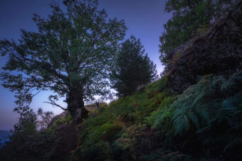 LEMMA Francesco C7A2730 Quercie pluricentenarie al limite della faggeta - Foreste Vetuste, il Parco d’Aspromonte fa rete con le altre aree protette del Sud - 9 LEMMA Francesco C7A2730 Quercie pluricentenarie al limite della faggeta - Meraviglie di Calabria - 8