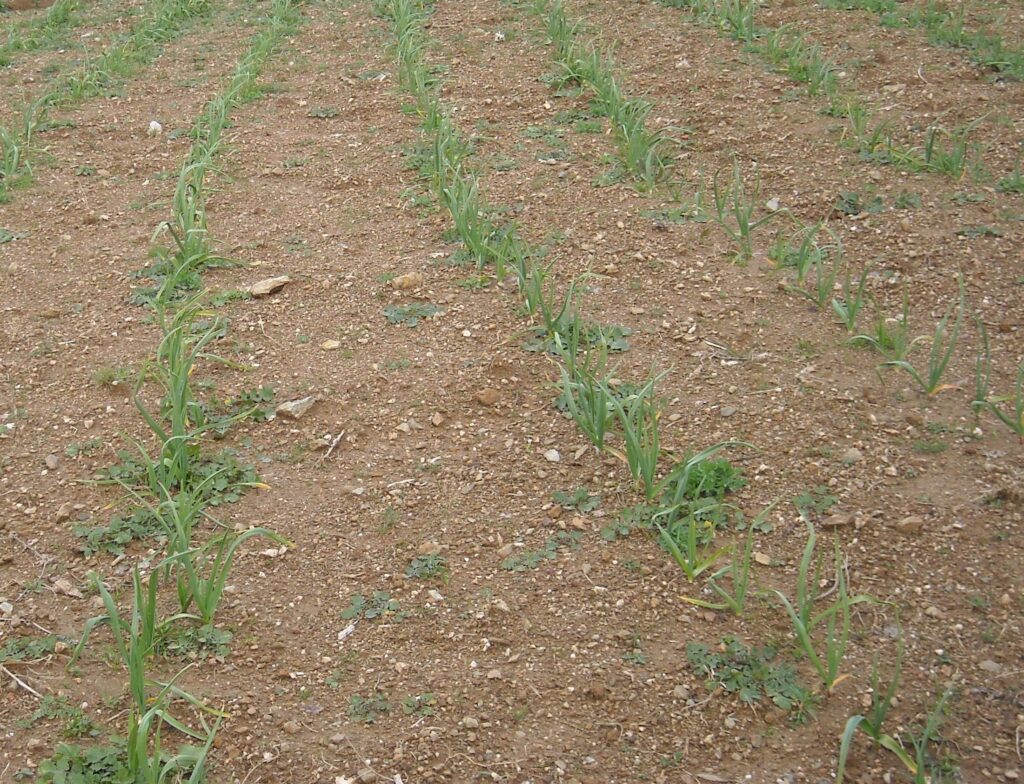 PARTICOLARE DI AGLIO DI LAINO BORGO SEMINATO A FILE - La biodiversità dell’aglio di Laino Borgo: una risorsa per lo sviluppo - 7 PARTICOLARE DI AGLIO DI LAINO BORGO SEMINATO A FILE - Meraviglie di Calabria - 6