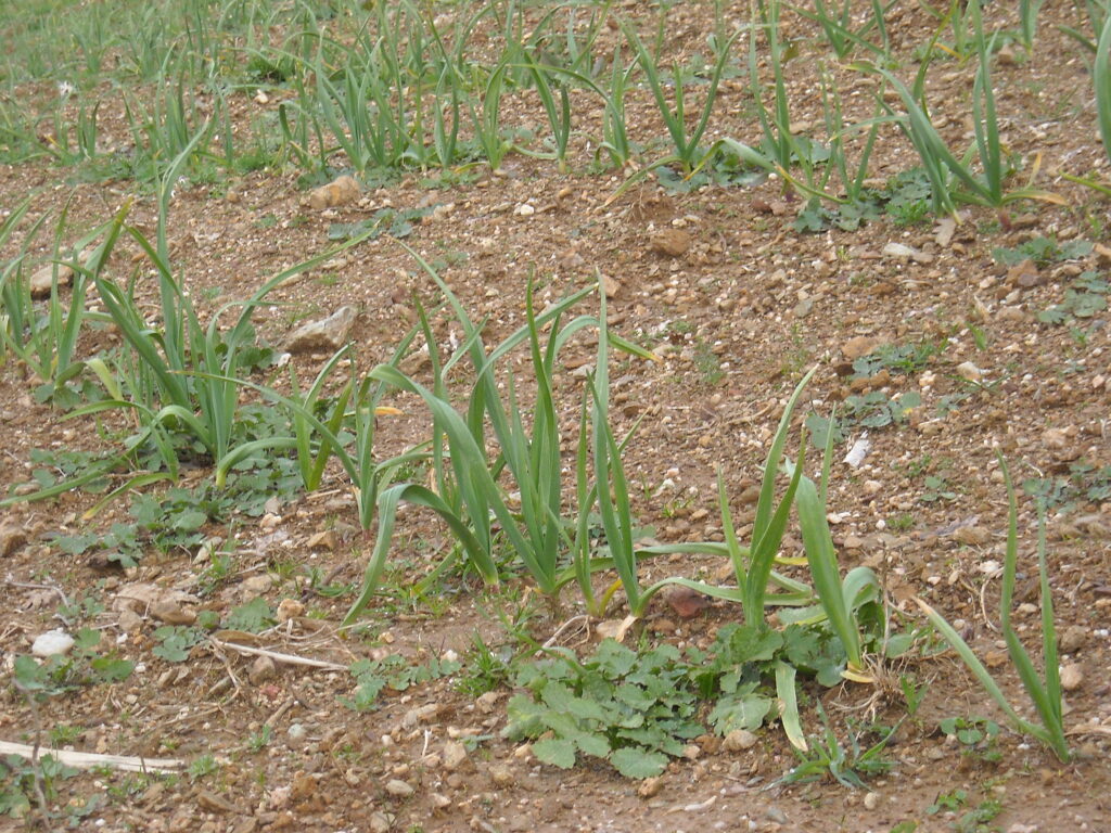 PARTICOLARE DI COLTURA DI AGLIO DI LAINO BORGO - La biodiversità dell’aglio di Laino Borgo: una risorsa per lo sviluppo - 15 PARTICOLARE DI COLTURA DI AGLIO DI LAINO BORGO - Meraviglie di Calabria - 14