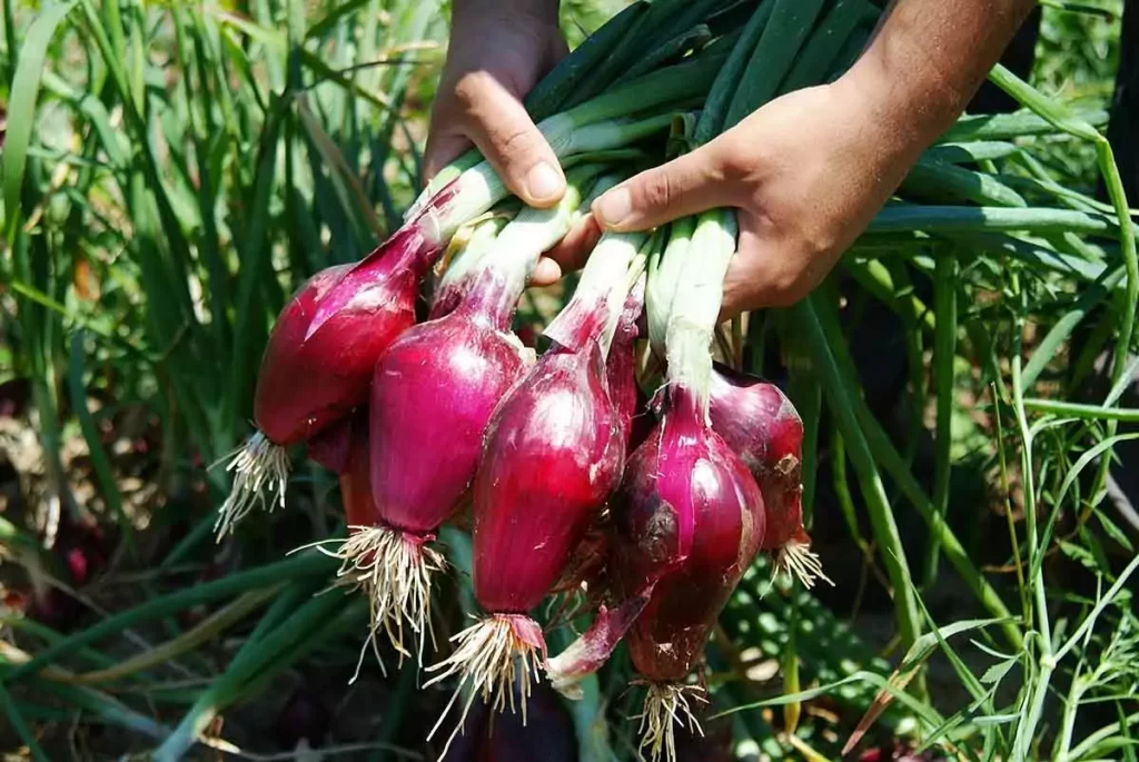 cipolla rossa tropea igp mani - Cipolla Rossa di Tropea Igp, certificato un valore al consumo da 60 milioni - 7 cipolla rossa tropea igp mani - Meraviglie di Calabria - 6