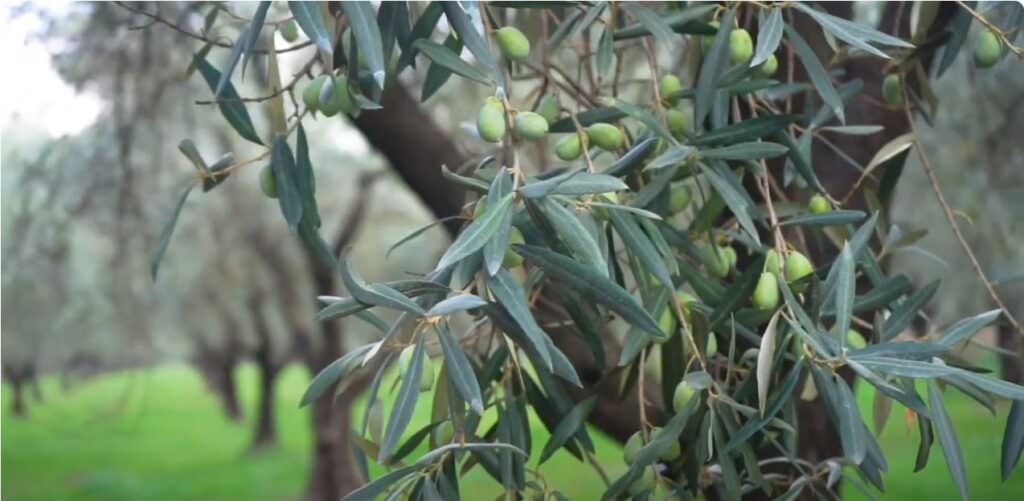 documentario 1 - Passione da cultivar, la promozione dell'eccellenza dell'olio d'oliva calabrese in un docuspot - VIDEO - 5 documentario 1 - Meraviglie di Calabria - 4