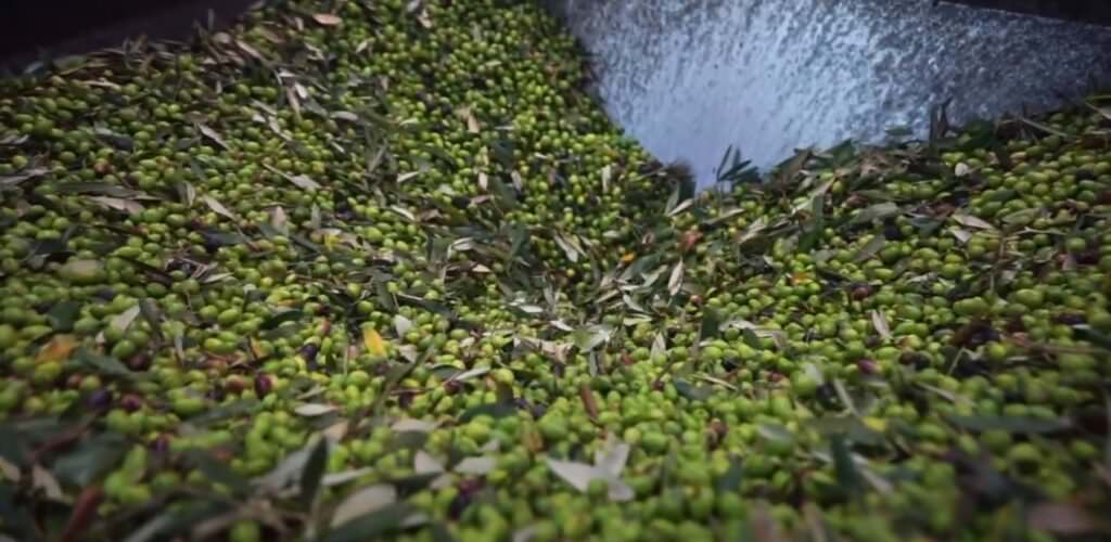 documentario 3 - Passione da cultivar, la promozione dell'eccellenza dell'olio d'oliva calabrese in un docuspot - VIDEO - 3 documentario 3 - Meraviglie di Calabria - 2