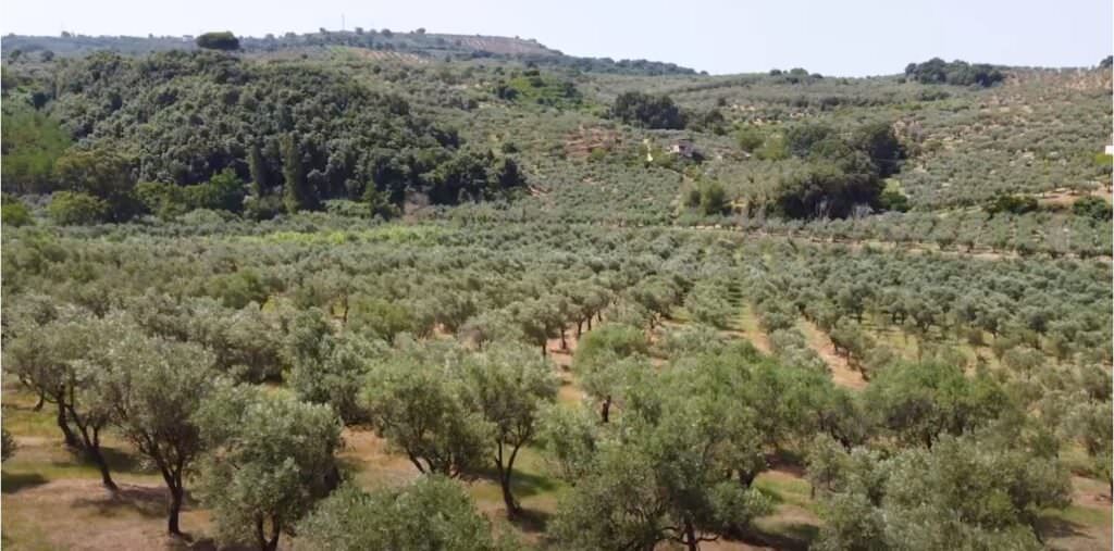 documentario2 - Passione da cultivar, la promozione dell'eccellenza dell'olio d'oliva calabrese in un docuspot - VIDEO - 11 documentario2 - Meraviglie di Calabria - 10