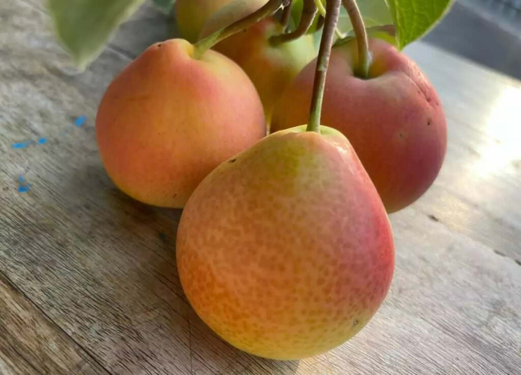 eden gold - Meraviglie di Calabria - 2