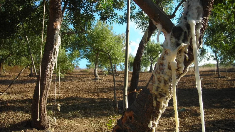mannaalberi scaled e32a4506 - Il conservatorio Etnobotanico di Sersale, patrimonio di piante officinali - 7 mannaalberi scaled e32a4506 - Meraviglie di Calabria - 6