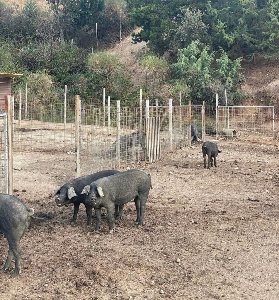 suino nero di calabria - Meraviglie di Calabria - 23