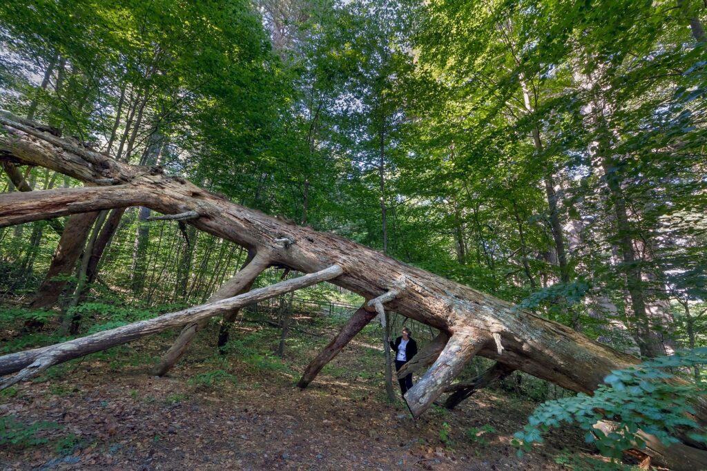 431474291 824678109691255 8527706488201050188 n - High Wellness South Italy, in Sila l’arte ambientale di Mery Rigo - 13 431474291 824678109691255 8527706488201050188 n - Meraviglie di Calabria - 12