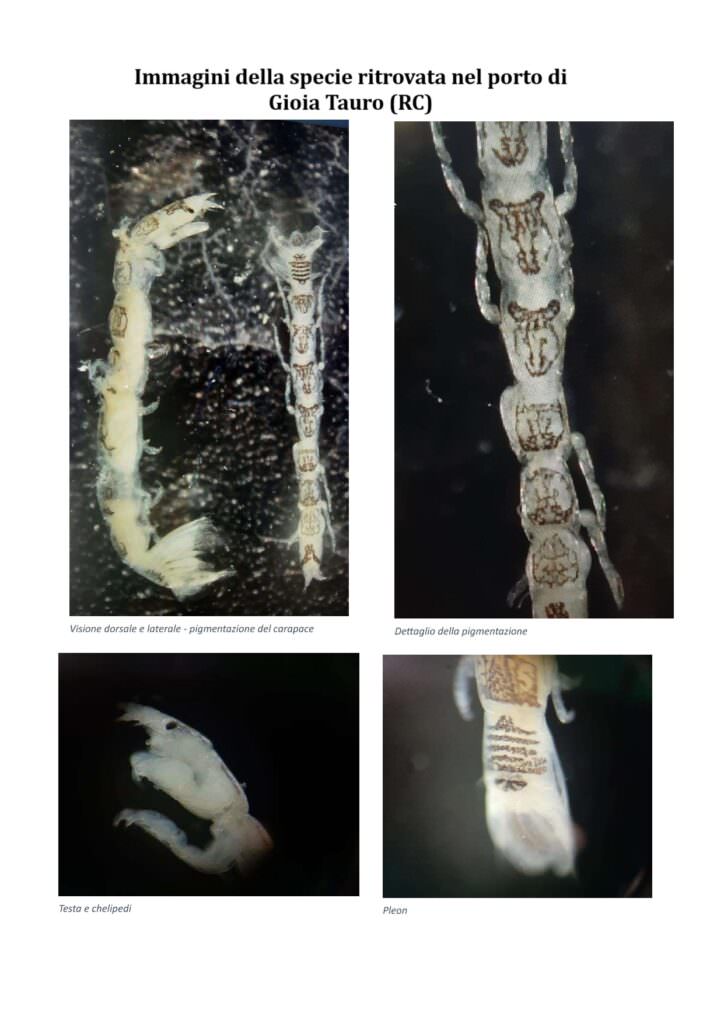 Mesanthura - Nei fondali di Gioia rinvenuta nuova specie marina aliena - 5 Mesanthura - Meraviglie di Calabria - 4