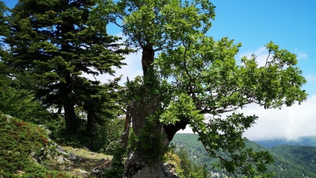 145114242 379a3c3a d238 4a0d bcd0 3121a39c2450 - Alberi monumentali, Aspromonte custode di un tesoro - 7 145114242 379a3c3a d238 4a0d bcd0 3121a39c2450 - Meraviglie di Calabria - 6