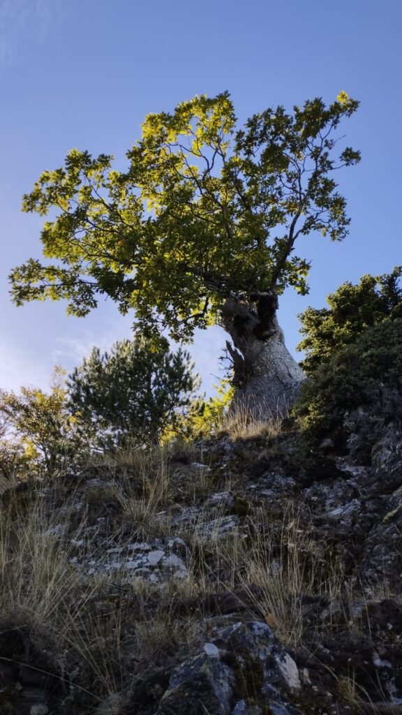 414492096 873115664818481 3242080667438835045 n 576x1024 1 - Alberi monumentali, Aspromonte custode di un tesoro - 9 414492096 873115664818481 3242080667438835045 n 576x1024 1 - Meraviglie di Calabria - 8