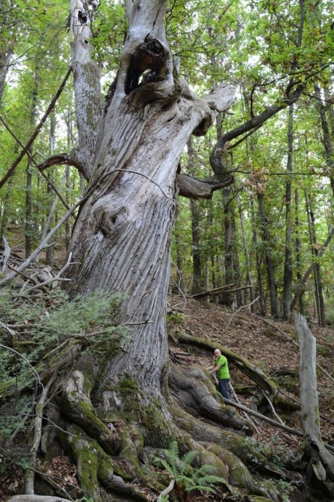 417413045 873115528151828 820483054743446306 n 683x1024 1 - Alberi monumentali, Aspromonte custode di un tesoro - 11 417413045 873115528151828 820483054743446306 n 683x1024 1 - Meraviglie di Calabria - 10