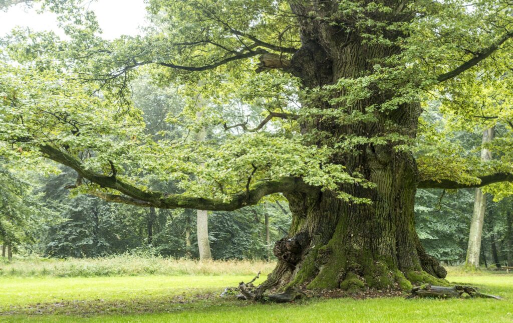 Rovere 2 - Alberi monumentali, Aspromonte custode di un tesoro - 3 Rovere 2 - Meraviglie di Calabria - 2