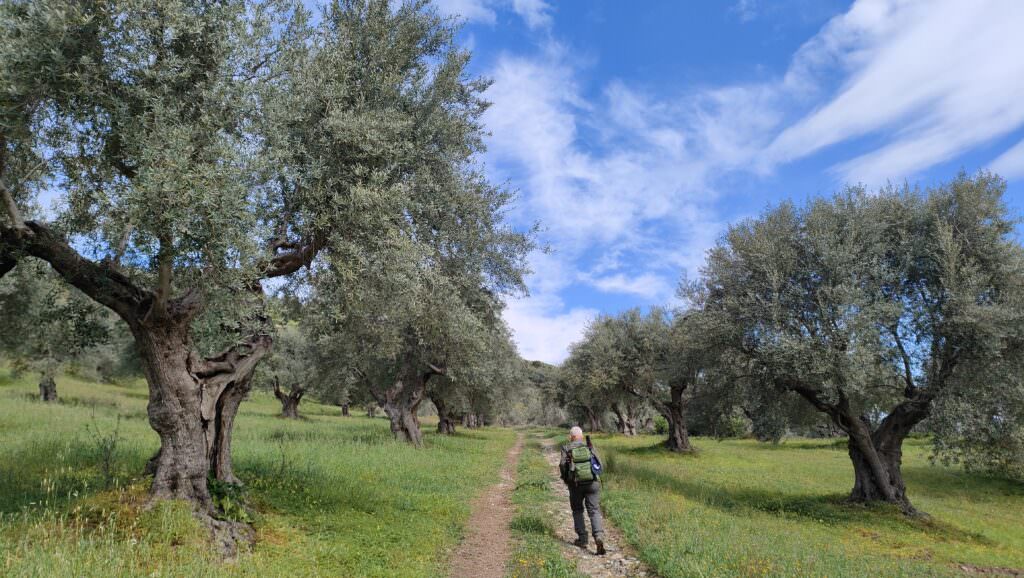06 Litinerario attraversa la piana di Sibari tra uliveti in foto e agrumeti - Meraviglie di Calabria - 6