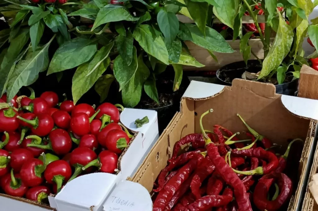 172829304 4eddd0fe d24d 47fa a067 8593bcda2336 - Il tabasco? Si produce anche alla calabrese. “L’Amanteo" di Suriano finisce su Repubblica - 13 172829304 4eddd0fe d24d 47fa a067 8593bcda2336 - Meraviglie di Calabria - 12