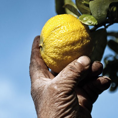 422306943 276548838777044 6350211093012963593 n - Olio essenziale di bergamotto di Reggio, tre secoli di storia dell’estrazione - 17 422306943 276548838777044 6350211093012963593 n - Meraviglie di Calabria - 16