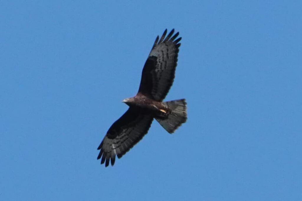 440403237 3259333447705186 5181676436891840207 n - Monte Tiriolo, lo spettacolare passaggio dei falchi pecchiaioli sulle vette - FOTO - 7 440403237 3259333447705186 5181676436891840207 n - Meraviglie di Calabria - 6