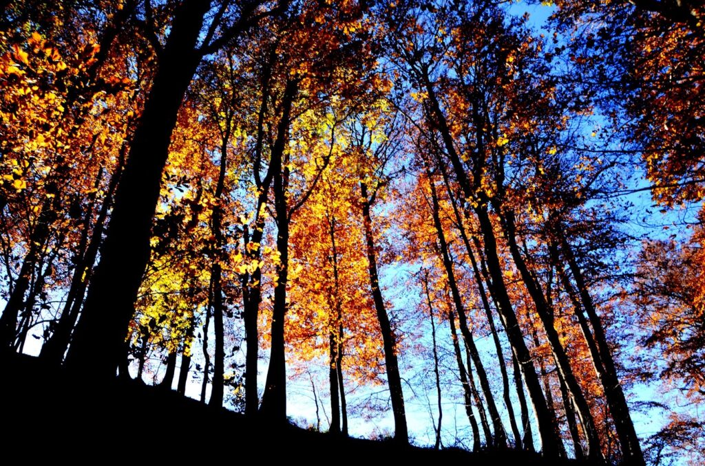 73344d46 0d0d 474b 8ca2 e23dfa689521 - Fai per la Biodiversità, alla scoperta del Sentiero del Brigante - 11 73344d46 0d0d 474b 8ca2 e23dfa689521 - Meraviglie di Calabria - 10