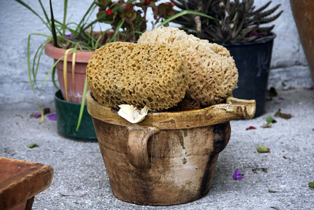 Estrazione a mano dellessenza di bergamotto di Reggio Calabria 5 - Olio essenziale di bergamotto di Reggio, tre secoli di storia dell’estrazione - 7 Estrazione a mano dellessenza di bergamotto di Reggio Calabria 5 - Meraviglie di Calabria - 6