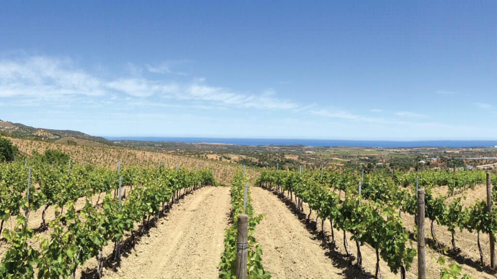 Home Vigneti 1 - Aziende più competitive d’Italia, alla Ippolito 1845 il Premio “Industria Felix” - 7 Home Vigneti 1 - Meraviglie di Calabria - 6