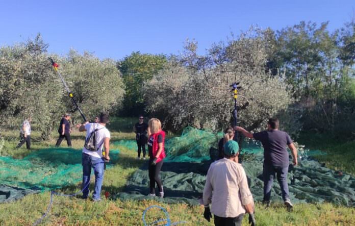 Il miglior extravergine prodotto dagli Agrari d’Italia? Il “Momena” di Corigliano-Rossano