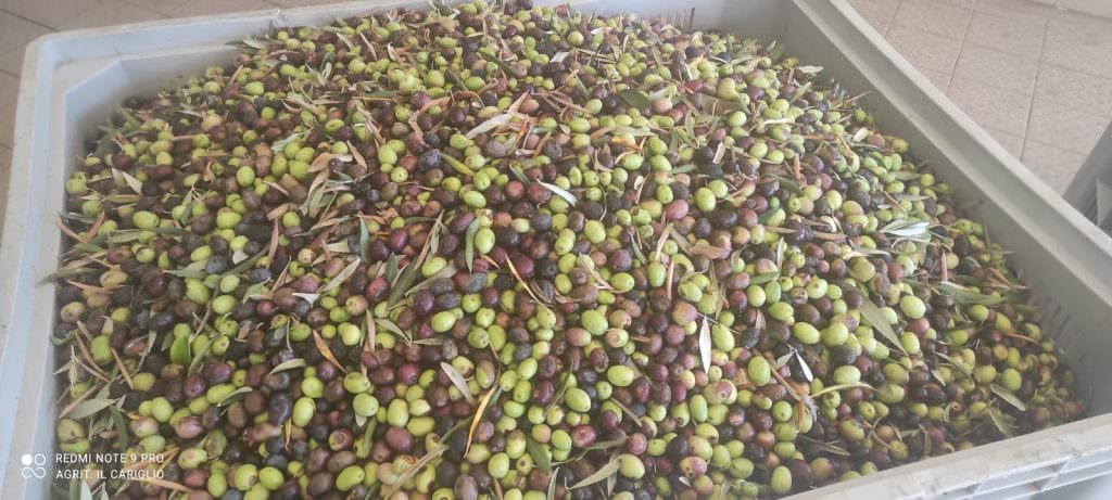 Molitura olive 1024x461 1 - Il miglior extravergine prodotto dagli Agrari d’Italia? Il “Momena” di Corigliano-Rossano - 15 Molitura olive 1024x461 1 - Meraviglie di Calabria - 14