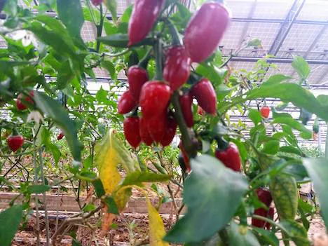SURIANOfresco - Il tabasco? Si produce anche alla calabrese. “L’Amanteo" di Suriano finisce su Repubblica - 5 SURIANOfresco - Meraviglie di Calabria - 4