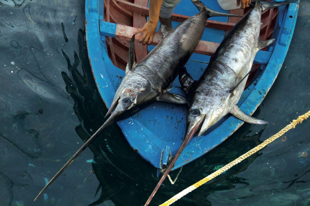 pescespada - Pesca tradizionale dello Stretto, il presidio Slow Food per rilanciare le tecniche identitarie - 13 pescespada - Meraviglie di Calabria - 12