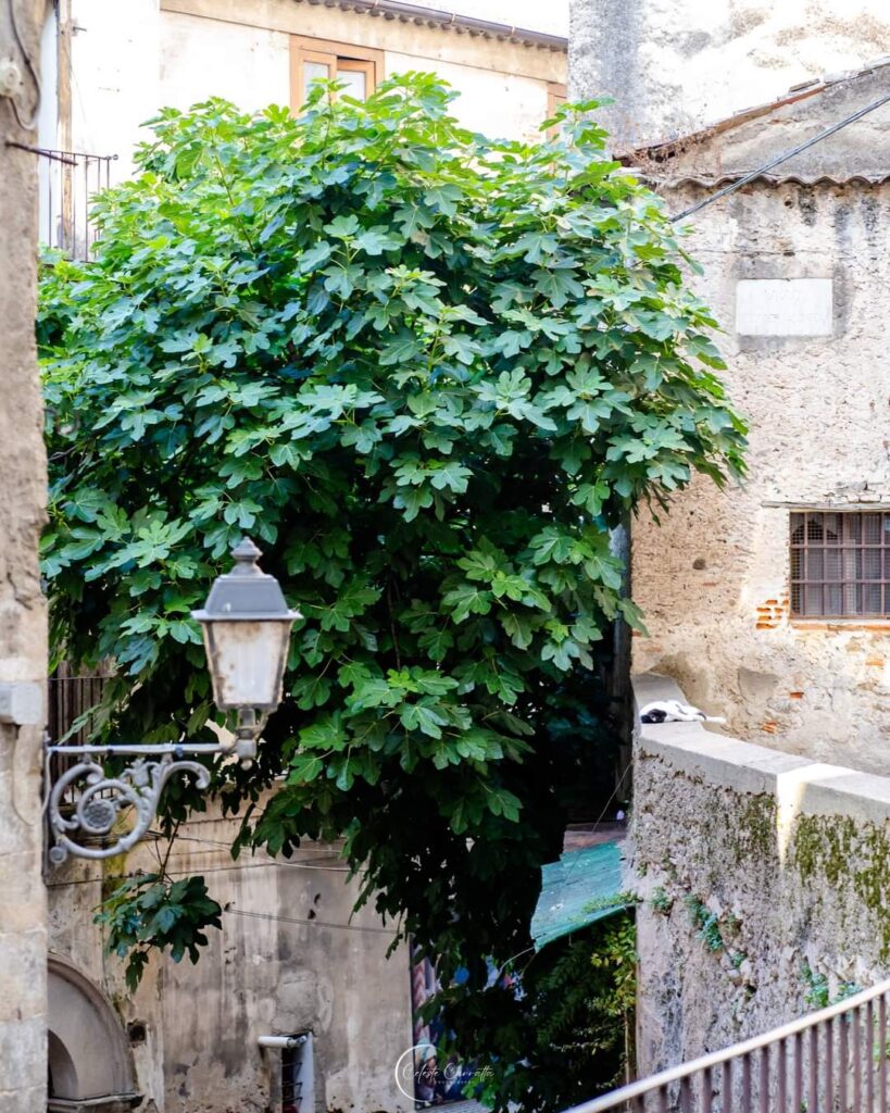1f6355c9 7a4f 4e63 8112 b88c82897690 - Meraviglie di Calabria - 2