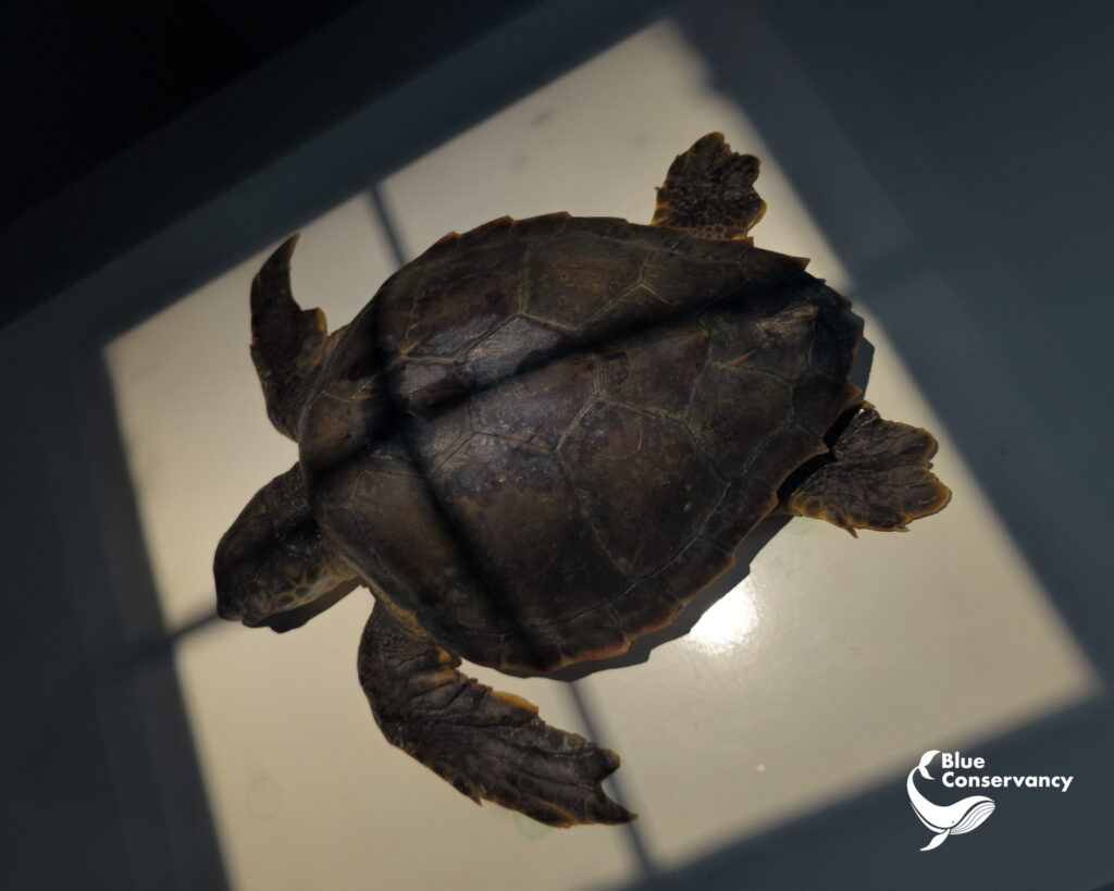 448731286 851867103634916 8669972859890400001 n - Pepe, la Caretta caretta in pericolo: un salvataggio fa luce sull'emergenza ambientale - 7 448731286 851867103634916 8669972859890400001 n - Meraviglie di Calabria - 6