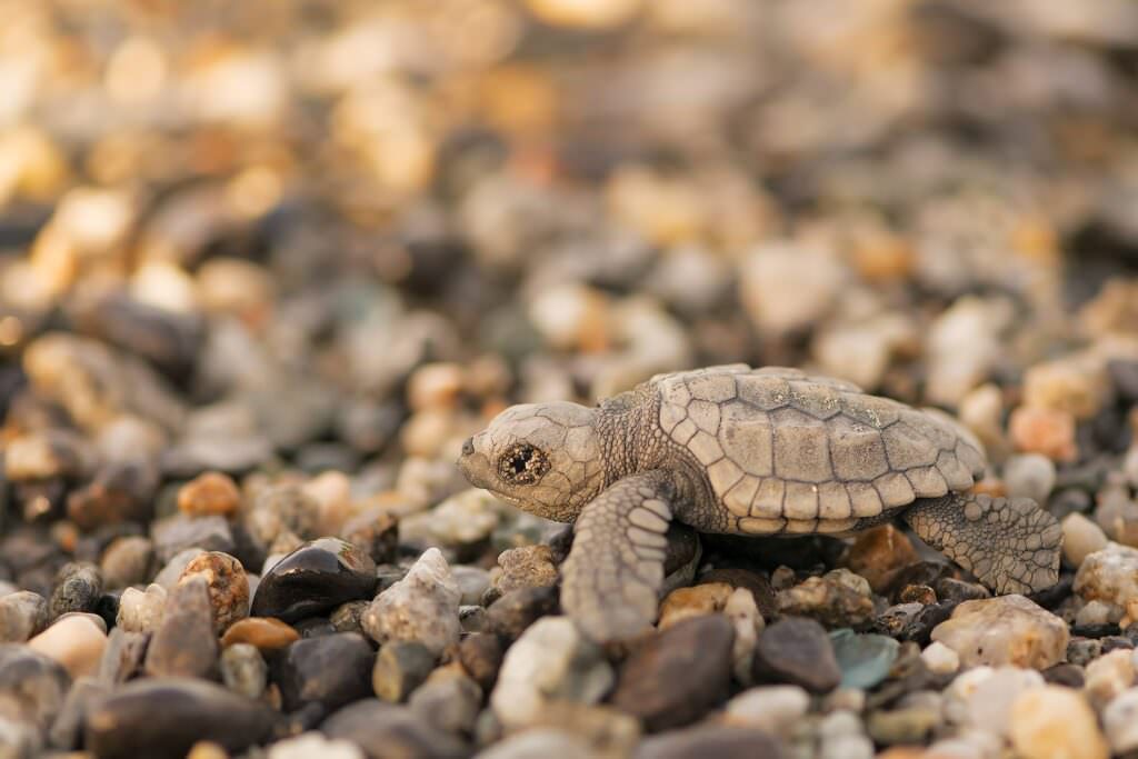 20861785 10213466411556270 1498336327516324932 o - Parco Aspromonte, difesa della biodiversità con il progetto “Nature” - 6 caretta