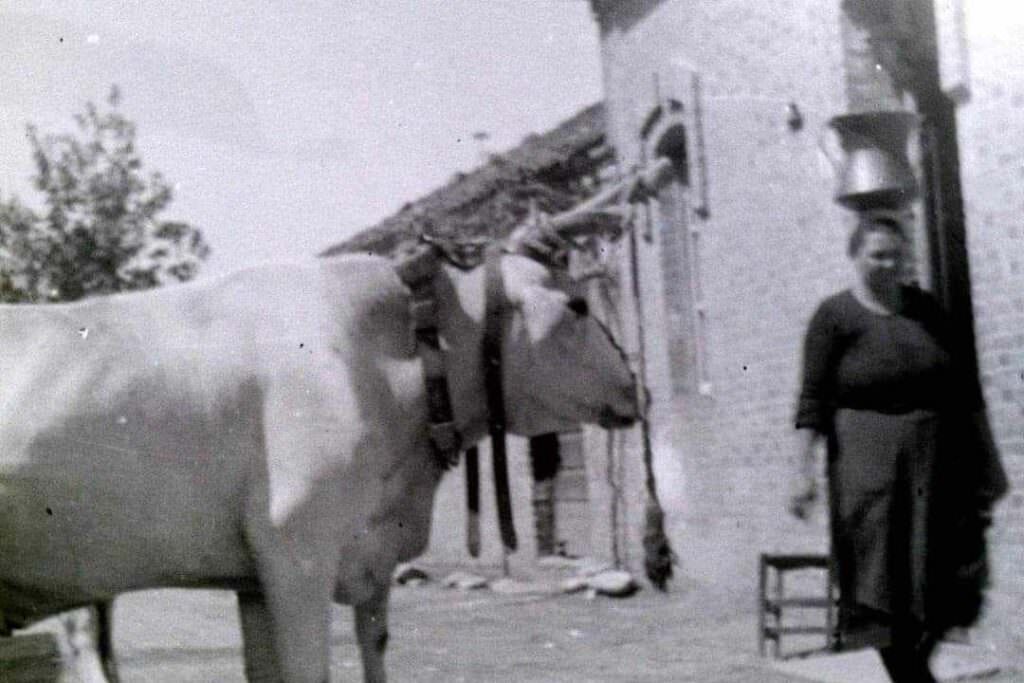 458120422 10223574243696971 5553980457408726738 n - Santa Sofia d'Epiro, le foto raccontano una storia di resistenza - 7 458120422 10223574243696971 5553980457408726738 n - Meraviglie di Calabria - 6
