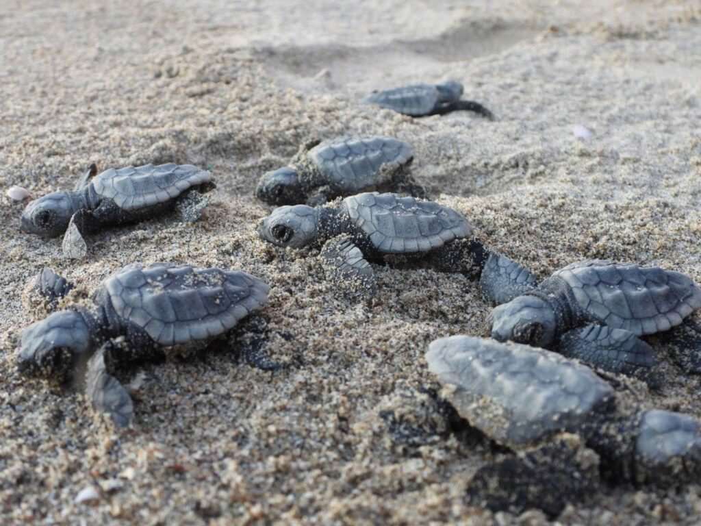 Caretta 4 - Meraviglie di Calabria - 109