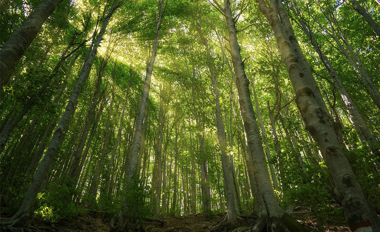 Faggeta 5 - Pollino, gli studi sulle Foreste vetuste come archivi viventi di biodiversità - 5 Faggeta 5 - Meraviglie di Calabria - 4