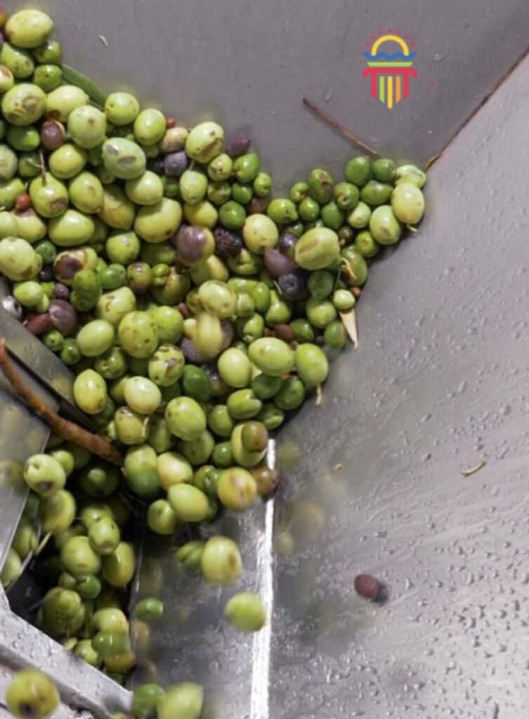 11 Olive raccolta olio - Perché è come il pane, e in casa non deve mai mancare - 21 11 Olive raccolta olio - Meraviglie di Calabria - 20