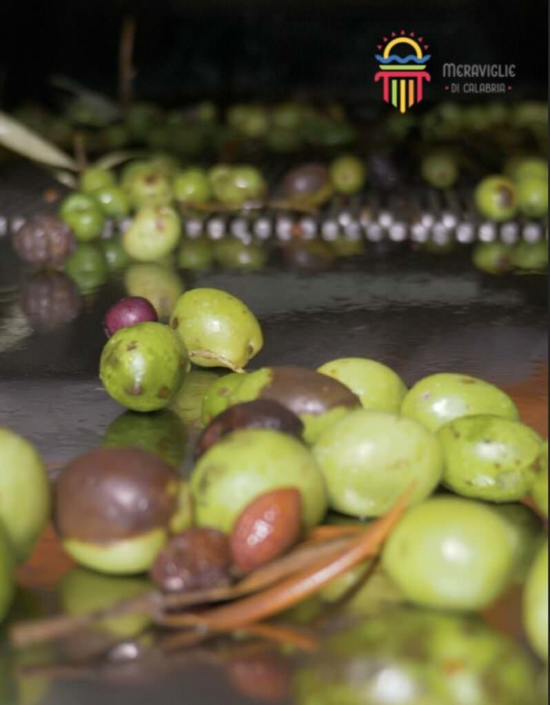 13 Olive raccolta olio 1 - Perché è come il pane, e in casa non deve mai mancare - 19 13 Olive raccolta olio 1 - Meraviglie di Calabria - 18