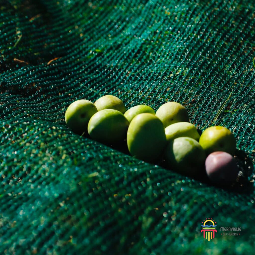 4 Olive raccolta - Perché è come il pane, e in casa non deve mai mancare - 11 4 Olive raccolta - Meraviglie di Calabria - 10