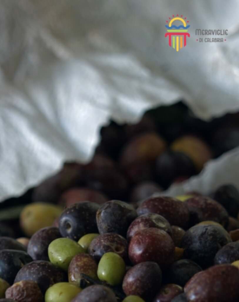 9 Olive raccolta - Perché è come il pane, e in casa non deve mai mancare - 17 9 Olive raccolta - Meraviglie di Calabria - 16