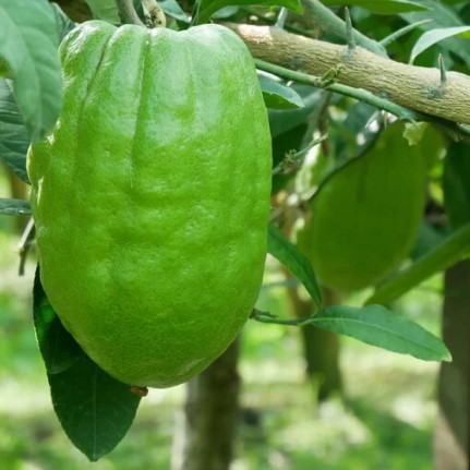 Cedro 1 - Il fiume Lao, il giro dell’acqua e altre storie - 62 Cedro 1 - Meraviglie di Calabria - 61