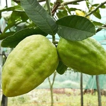 Cedro 2 - Il fiume Lao, il giro dell’acqua e altre storie - 64 Cedro 2 - Meraviglie di Calabria - 63